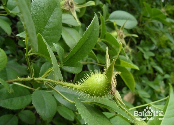 子宫内膜异位症：[8]治子 宫脱垂的偏方