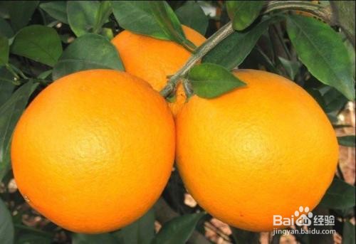 十月适合吃哪些水果