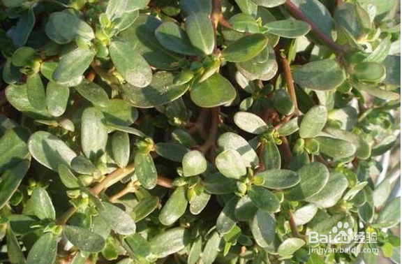 春天多吃这几种野菜