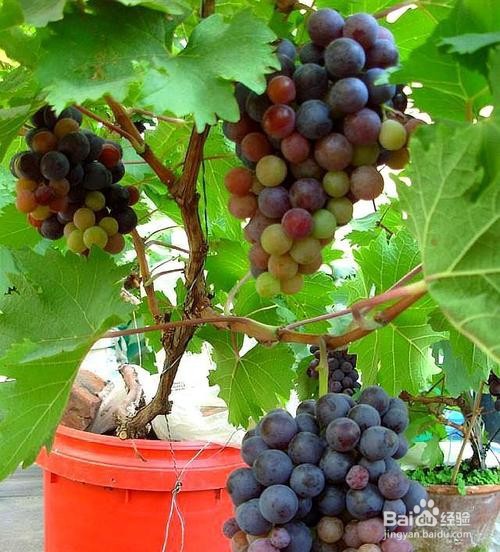 阳台上种葡萄的方法