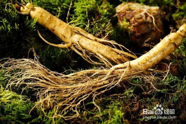 山参有哪些食用方法