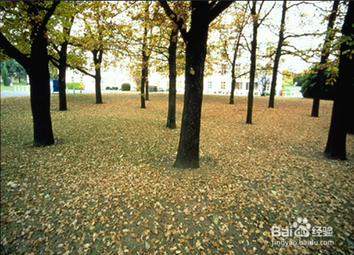 PSCC 怎样绘制图像中的落叶