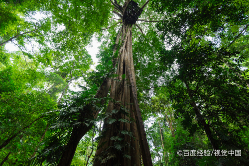 户外丛林之中行进避免划伤的技巧