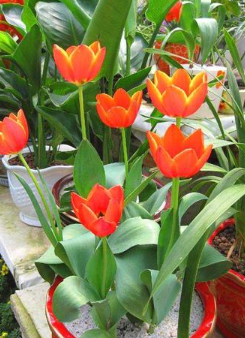 郁金香花怎么养护