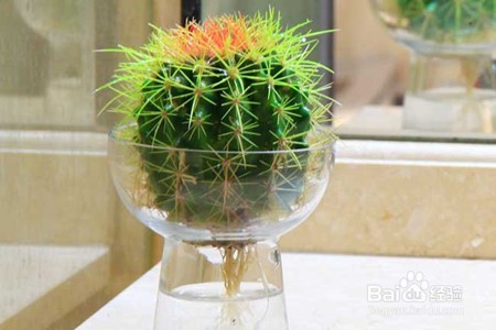 水培是建立在植物进化论上的一种技术手段