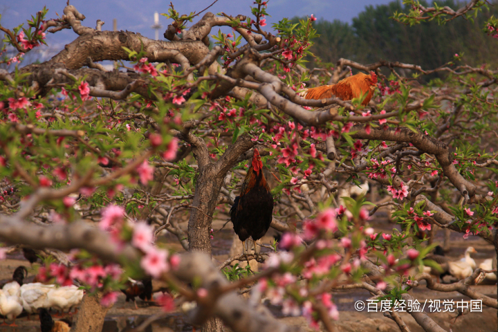 菠萝蜜核如何水培发芽？