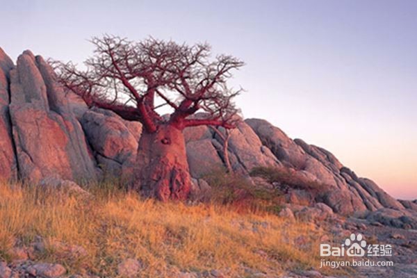 库布岛,在荒凉的世界上有绿色的饰物