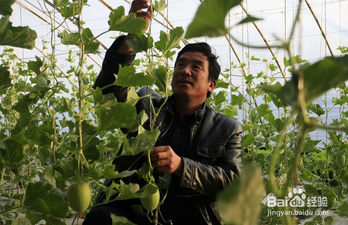 甜瓜种子怎么催芽