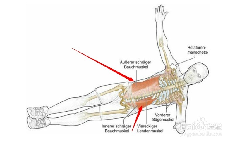 高尔夫球训练：[11]相关肌肉图解11