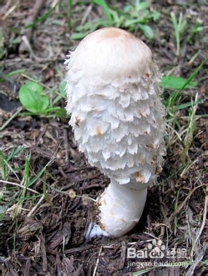 春游踏青，毒蘑菇千万别吃！