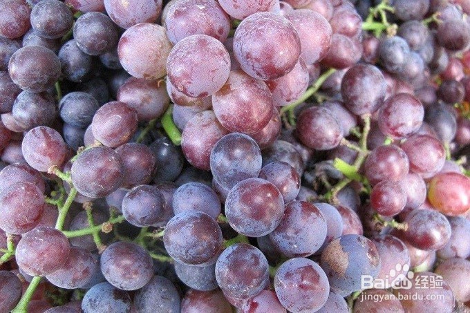 怎么样挑选出好的葡萄？