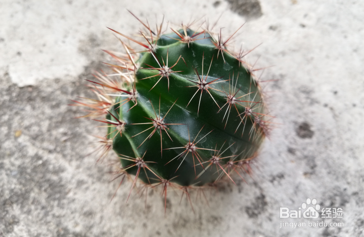 仙人球怎样分球栽种