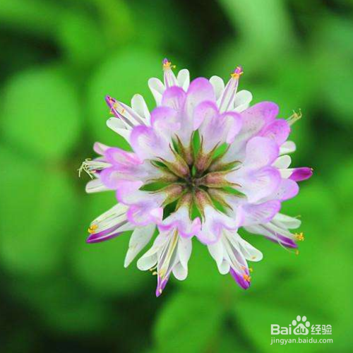 紫云英养殖时需要注意什么？