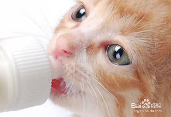 猫咪受到惊吓怎么安抚