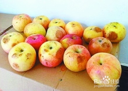 二十条水果禁令