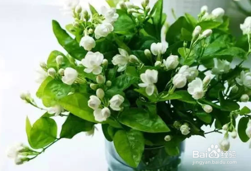 茉莉花的栽培技术有哪些？