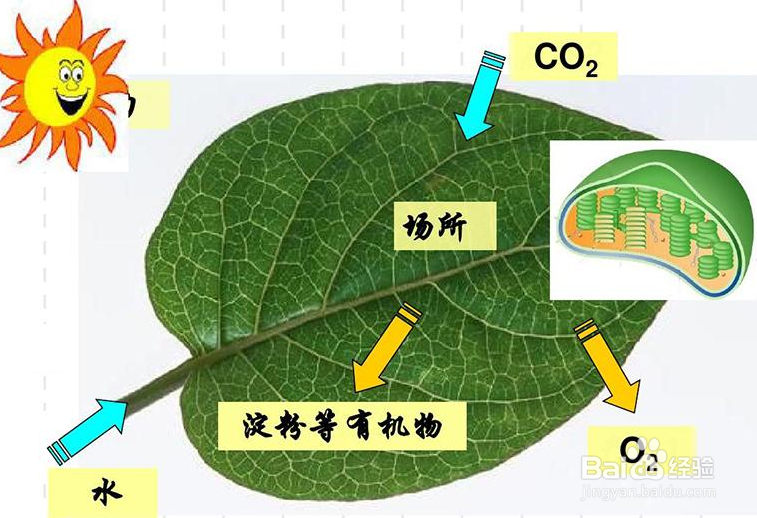 植物的叶子的主要作用