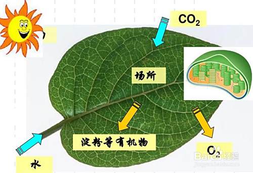 植物的叶子的主要作用 百度经验