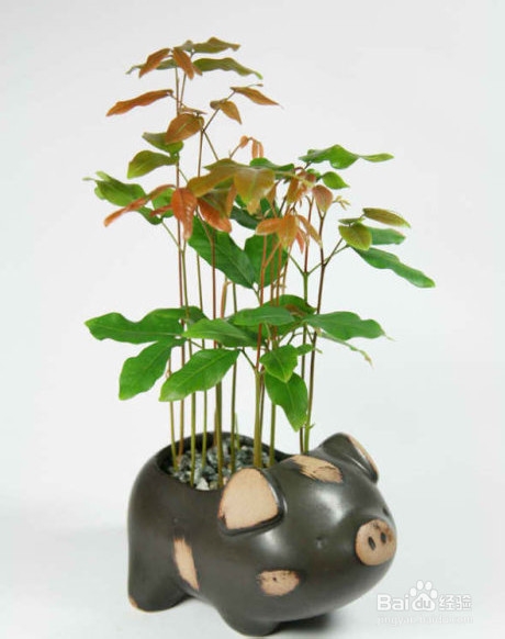 把水果核变成杯子里的小森林