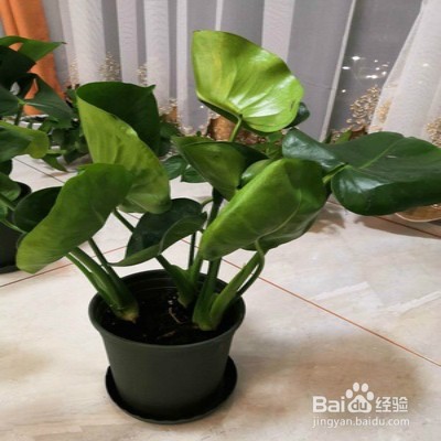 龟背竹盆栽黄叶怎么办