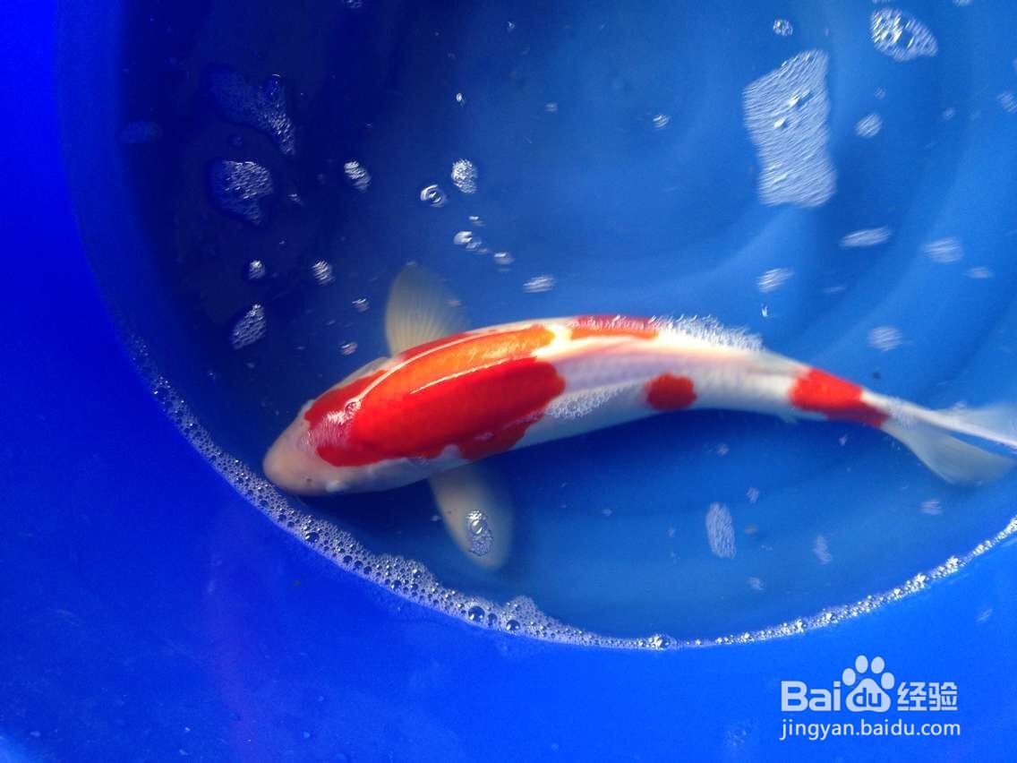 锦鲤的品种图解