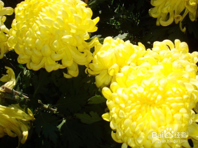 重阳节活动习俗攻略