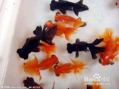 金鱼怎么养才能养活