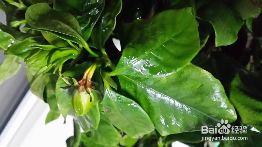 栀子花掉花苞怎么办