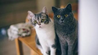 猫咪吹空调有什么禁忌