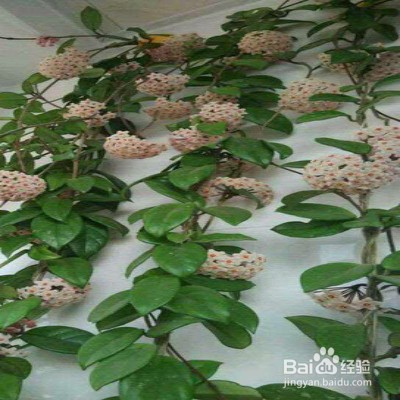 教你养绿叶球兰