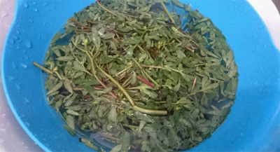 新鲜马齿苋怎么吃不酸