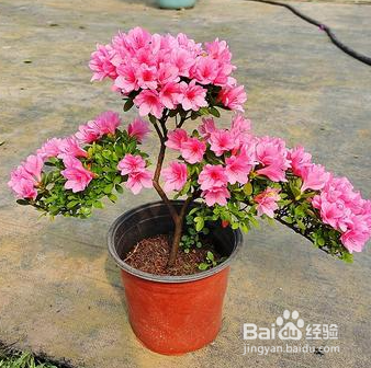 映山红杜鹃花怎么养