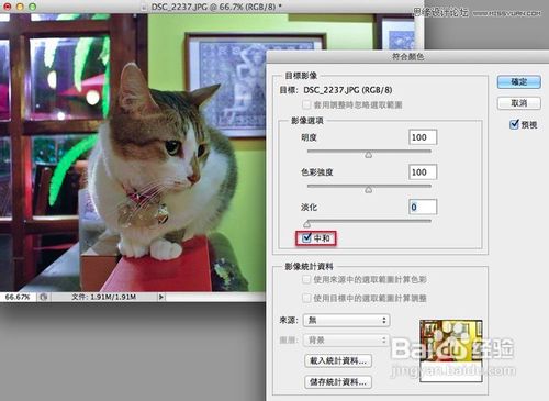 Photoshop给偏色的猫咪照片校色