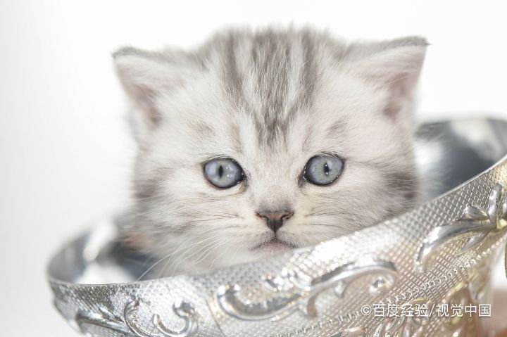 猫咪一直拉稀但是精神很好怎么办