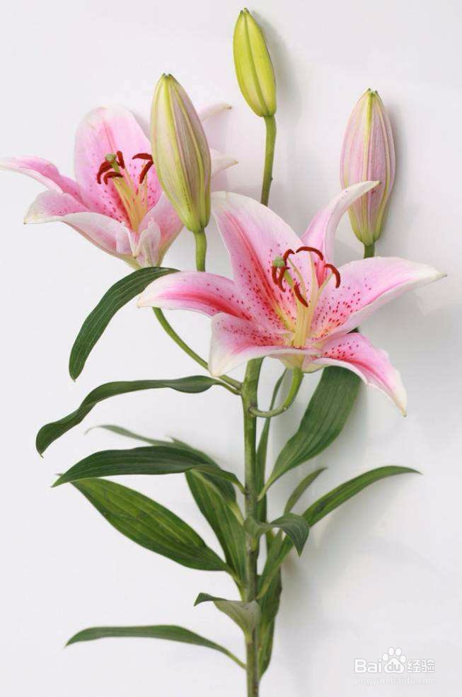 百合花叶子黄了怎么救