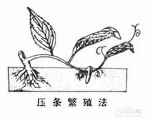 凌霄花怎么繁殖