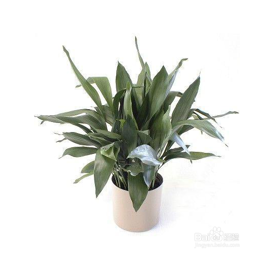 一叶兰病害怎么防治？