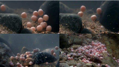 水族缸里面的鱼卵怎么弄出来