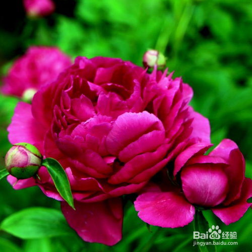 芍药花叶子发黄怎么办