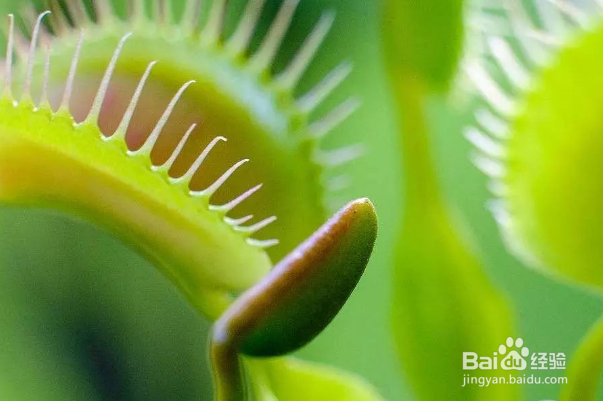 食蝇草怎么养护