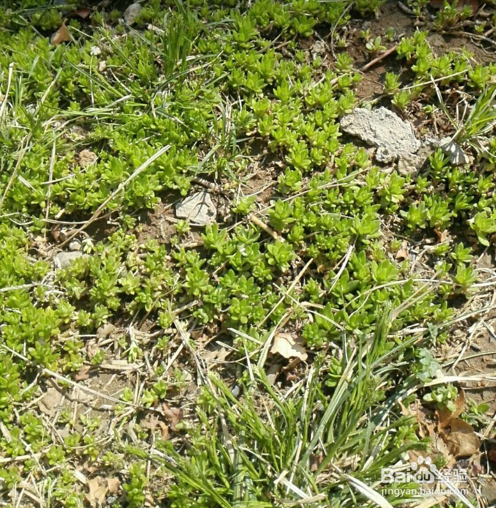 小学生如何更有效的学好英语？