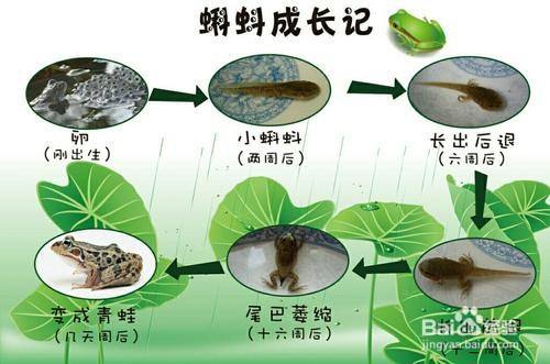青蛙是怎么来的