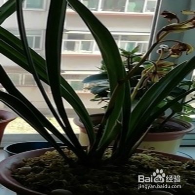 黄金彩虹怎么养