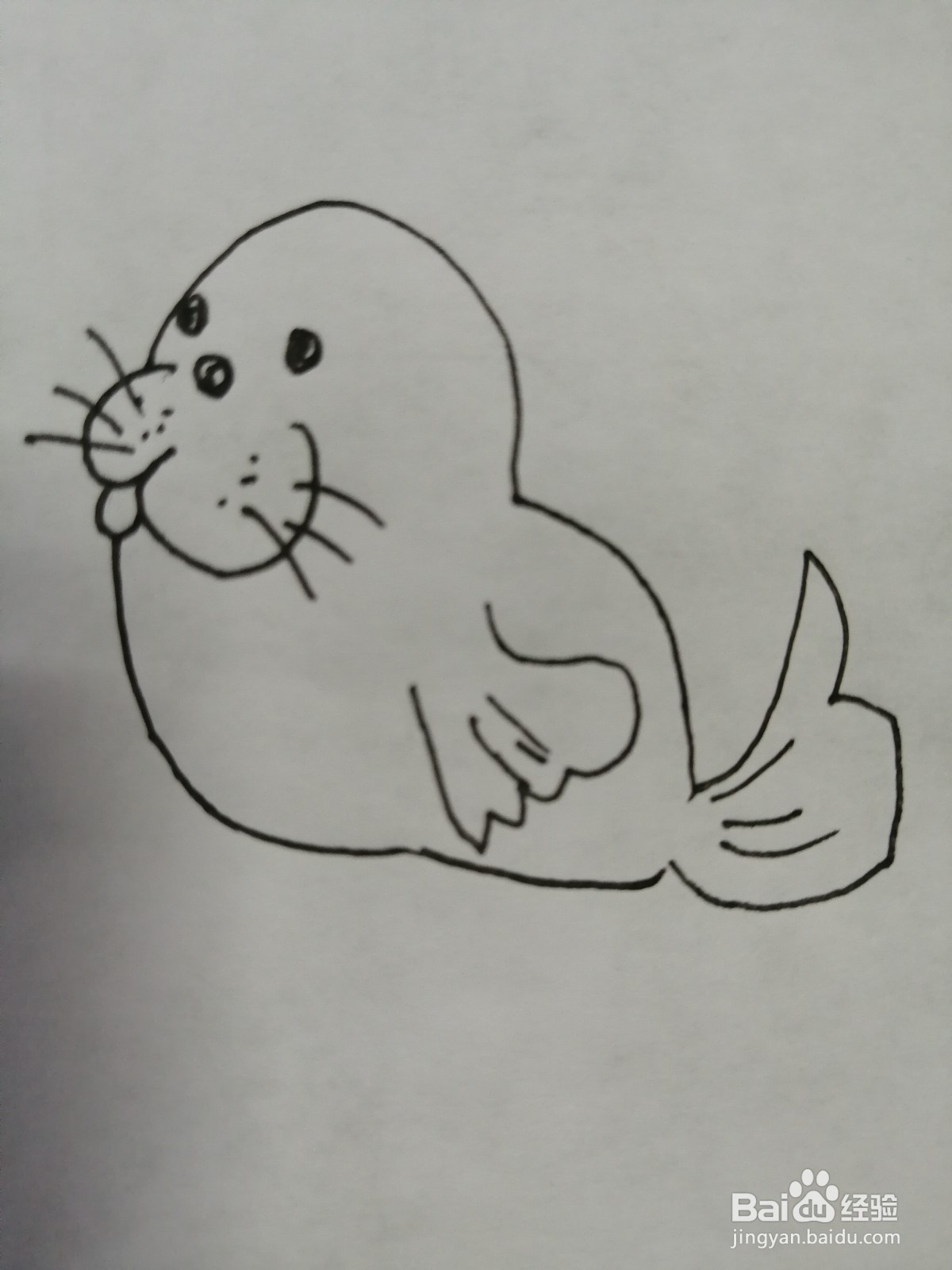 <b>简笔画可爱的小海狮怎么画</b>