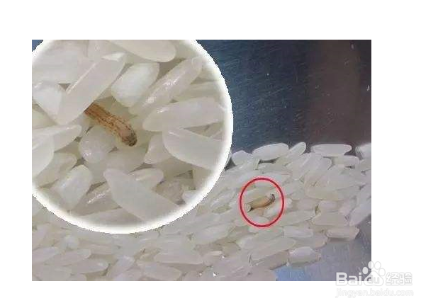 米放久了长虫怎么办