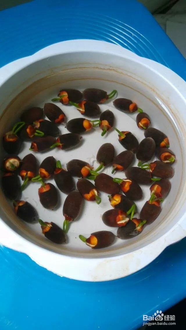 怎样在家种碗莲