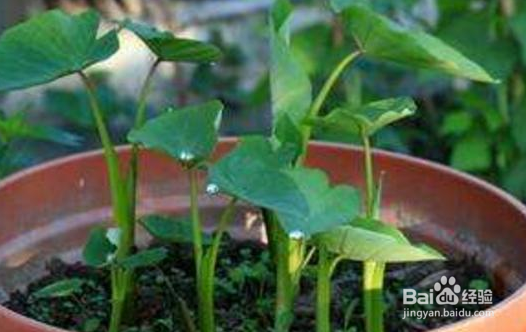 把发芽的芋头埋土里，收获大半盆芋头！