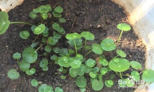 室外铜钱草怎么过冬