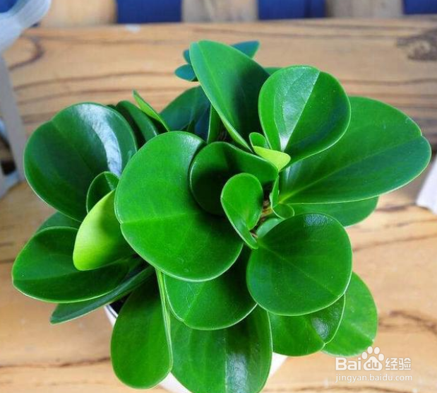 养殖的碧玉花烂根是什么情况？