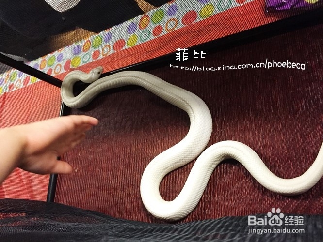 温哥华自然公园珍奇爬行动物展